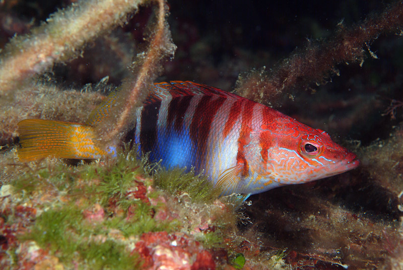 Serranus scriba